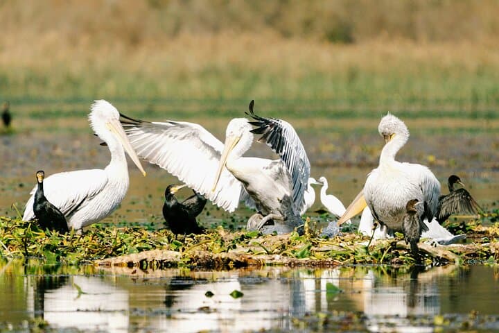 Lake Skadar Birdwatching & Photography Tour from Virpazar