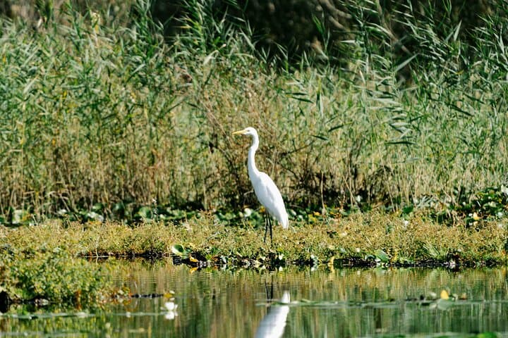 Lake Skadar Birdwatching & Photography Tour from Virpazar photo 2