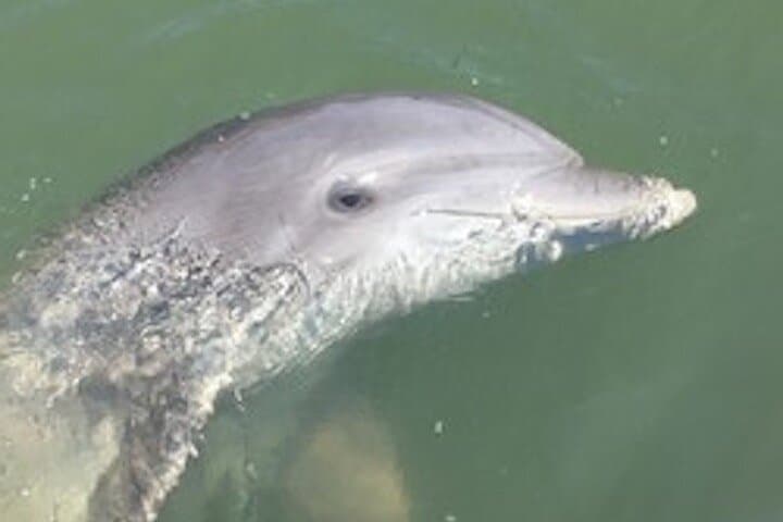Hilton Head Dolphin Tour with Disappearing Island Stop — 2-Hour Boat Excursion photo 3