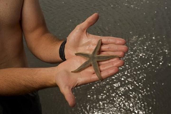 Hilton Head Dolphin Tour with Disappearing Island Stop — 2-Hour Boat Excursion photo 2