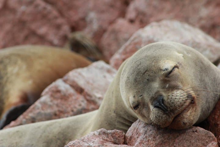 Full-Day Paracas & Huacachina from Lima — Ballestas Islands, Paracas Reserve & Dune Buggies