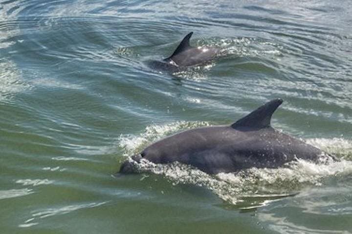 Hilton Head Morning Dolphins & Donuts Cruise — Morning Dolphin Watch with Donuts photo 2