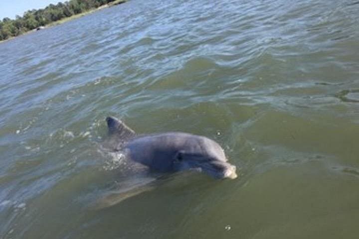 Hilton Head Morning Dolphins & Donuts Cruise — Morning Dolphin Watch with Donuts photo 3
