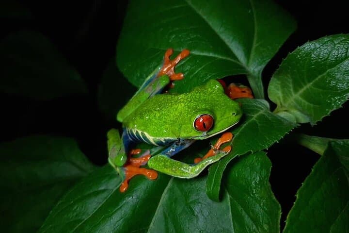 Llanos del Cortes & Bijagua Rainforest Chocolate and Waterfall Day Tour photo 2