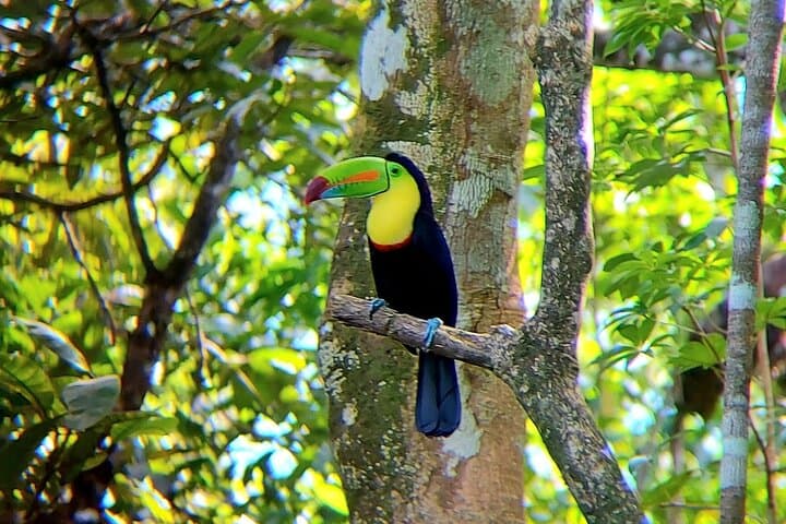 Llanos del Cortes & Bijagua Rainforest Chocolate and Waterfall Day Tour photo 4