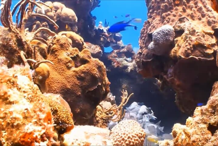 Montego Bay Reef Snorkeling Tour with Local Lunch & Shopping Stops photo 4