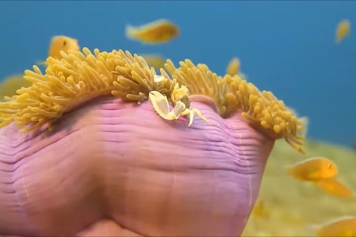 Montego Bay Reef Snorkeling Tour with Local Lunch & Shopping Stops photo 5