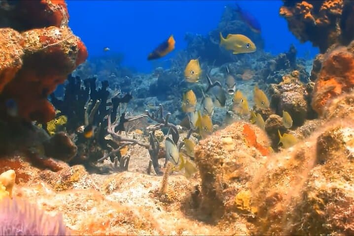 Montego Bay Reef Snorkeling Tour with Local Lunch & Shopping Stops photo 2