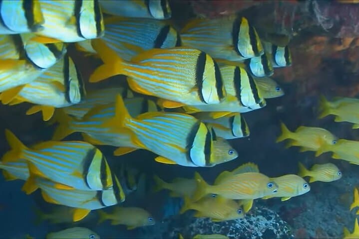 Montego Bay Reef Snorkeling Tour with Local Lunch & Shopping Stops