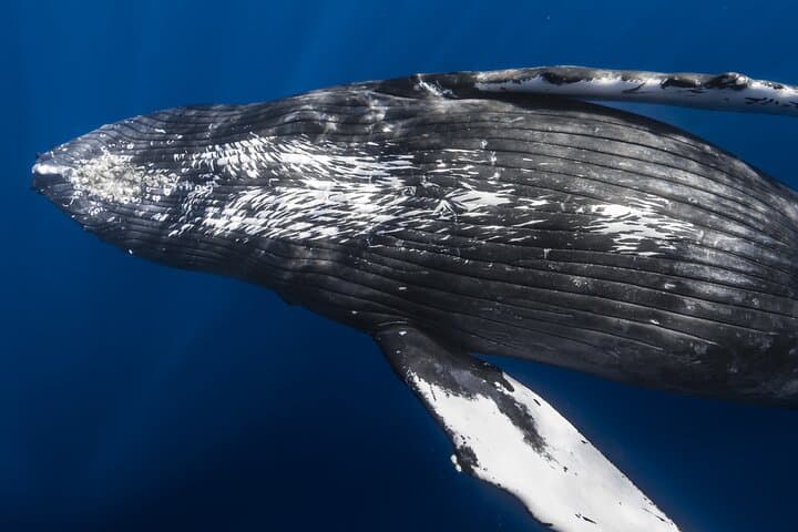 Kona Whale Watching: Humpback Encounters from Honokohau Harbor