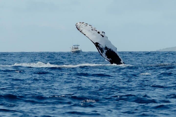 Kona Whale Watching: Humpback Encounters from Honokohau Harbor photo 2