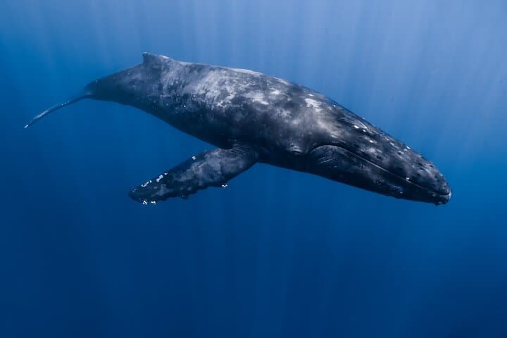 Kona Whale Watching: Humpback Encounters from Honokohau Harbor photo 4