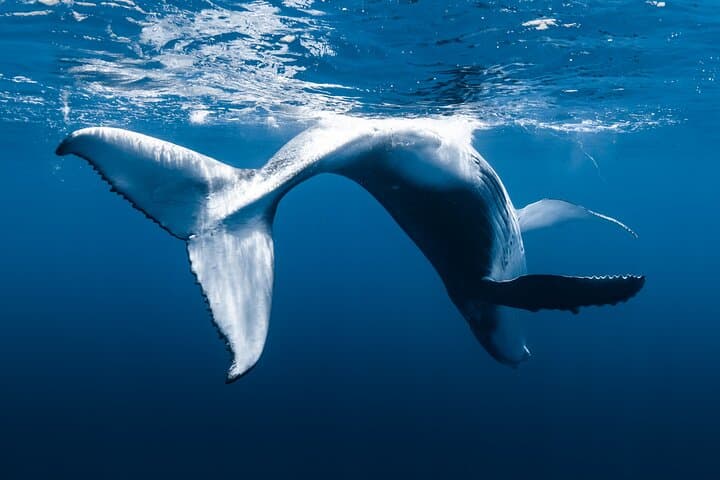 Kona Whale Watching: Humpback Encounters from Honokohau Harbor photo 5