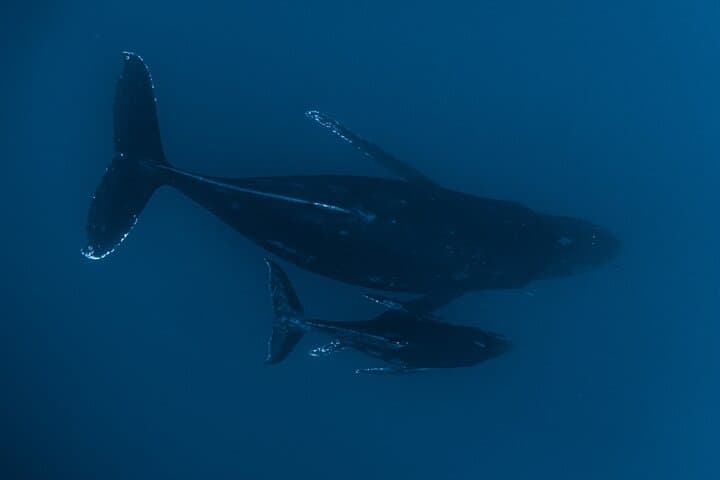 Kona Whale Watching: Humpback Encounters from Honokohau Harbor photo 6