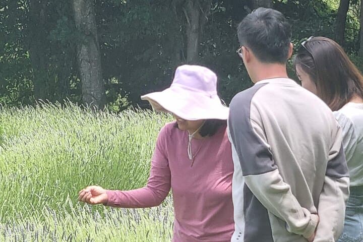 Arataki Conservation Tour: Guided Regenerating Forest Walk & Lavender Fields near Akaroa photo 2
