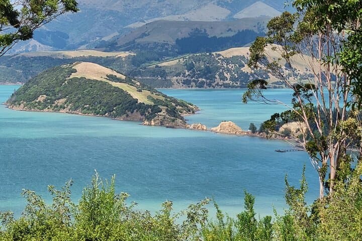 Arataki Conservation Tour: Guided Regenerating Forest Walk & Lavender Fields near Akaroa photo 3