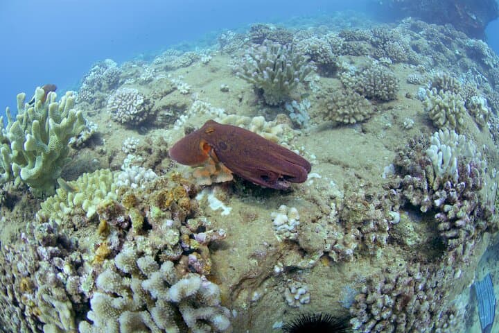 Full-Day Scuba Adventure: Mana Crack and the Na Pali Coast, Kauai photo 2