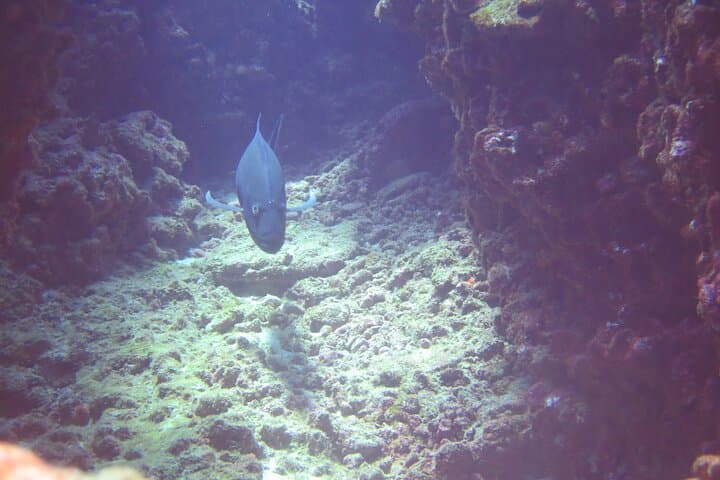 Full-Day Scuba Adventure: Mana Crack and the Na Pali Coast, Kauai photo 5