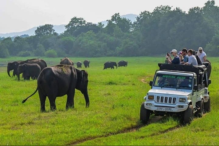 Minneriya Safari Adventure: Witness Sri Lanka’s Great Elephant Gathering photo 2