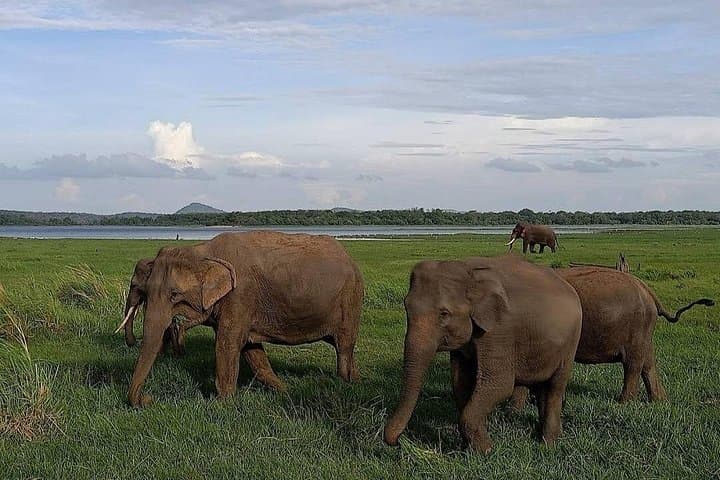 Minneriya Safari Adventure: Witness Sri Lanka’s Great Elephant Gathering photo 3