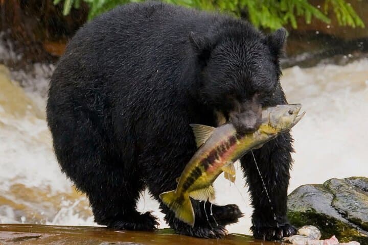 Explore Ketchikan’s Alaska Wildlife Safari: Bears, Salmon, and Totem Poles