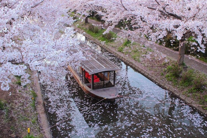 Fushimi Cherry Blossoms & Sake Brewery Tour — Kyoto Spring Day Trip