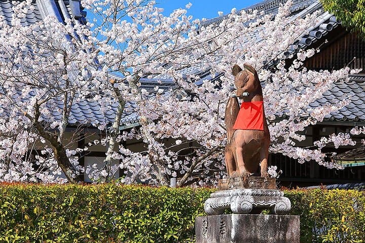 Fushimi Cherry Blossoms & Sake Brewery Tour — Kyoto Spring Day Trip photo 5