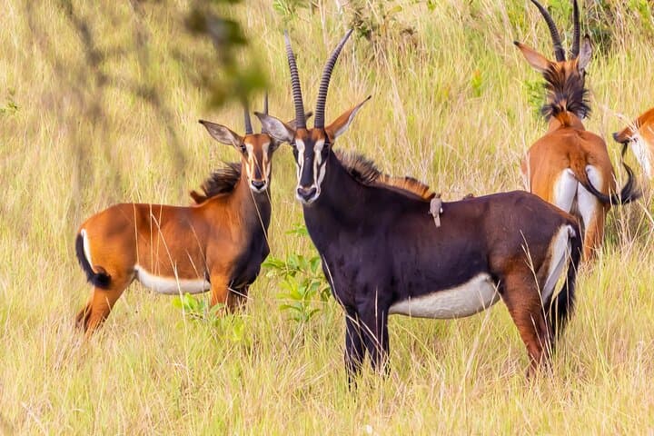 Shimba Hills Safari and Sheldrick Falls Hike: Day Trip from Mombasa & Diani photo 2