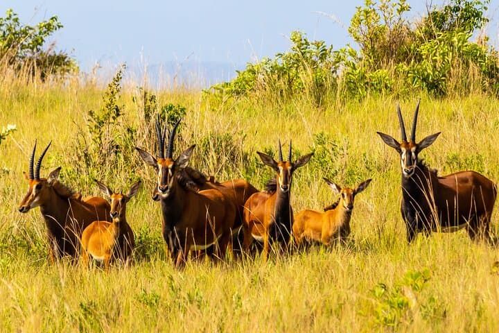 Shimba Hills Safari and Sheldrick Falls Hike: Day Trip from Mombasa & Diani photo 4