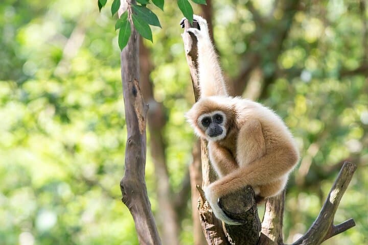 2-Day Gibbon Conservation & Karen Village Homestay near Doi Inthanon