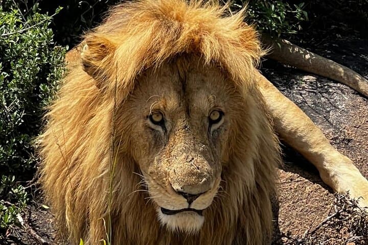 Three-Day Private Safari to Maasai Mara: Big Five Game Drives & Camp Stays photo 6