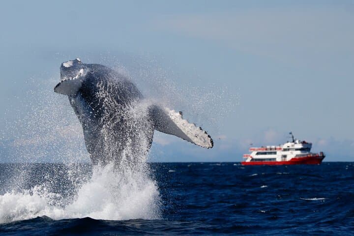Original Whale-Watching Cruise from Reykjavik: Faxaflói Bay Wildlife photo 2