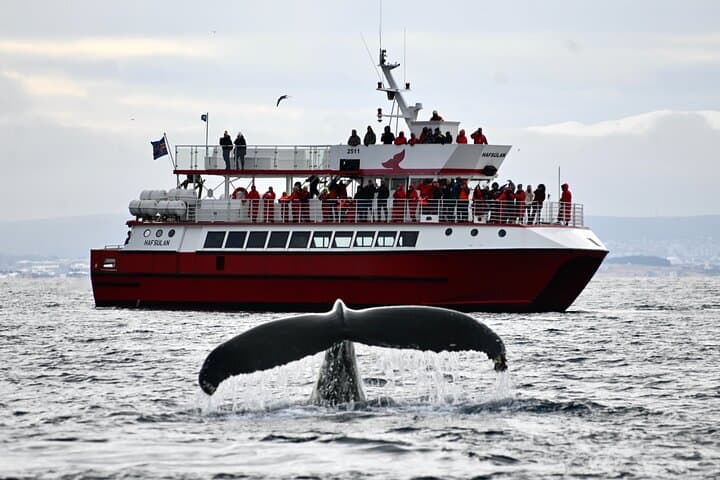 Original Whale-Watching Cruise from Reykjavik: Faxaflói Bay Wildlife photo 4