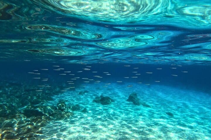 Snorkeling Cala Gonone: Explore Posidonia Meadows in the Gulf of Orosei photo 4
