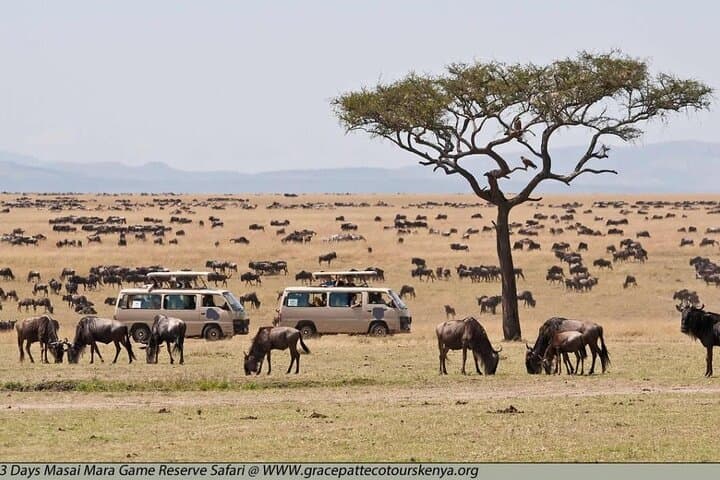 Private 3-Day Masai Mara Safari in a 4x4 Land Cruiser photo 5