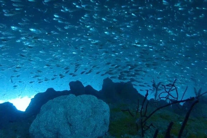 Kansai Day Dives for Certified Divers — Two-Boat Dive Trip from Shirahama/Osaka photo 2