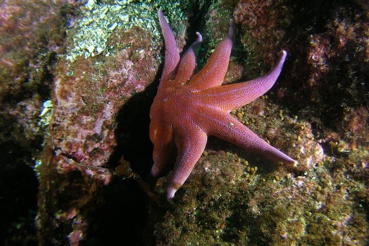 Family Snorkeling Tour in Lofoten: Arctic Kelp Forests & Seals photo 5