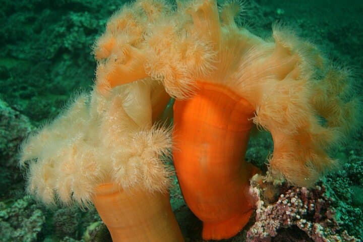 Family Snorkeling Tour in Lofoten: Arctic Kelp Forests & Seals photo 6