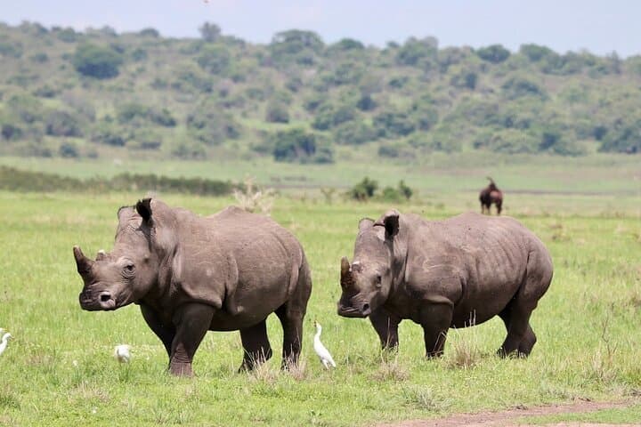 Akagera National Park Guided Day Pass: Full-Day Safari from Kigali