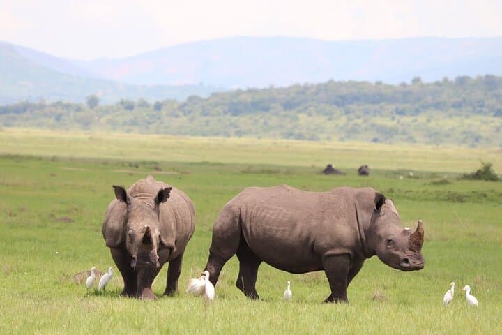 Akagera National Park Guided Day Pass: Full-Day Safari from Kigali photo 2