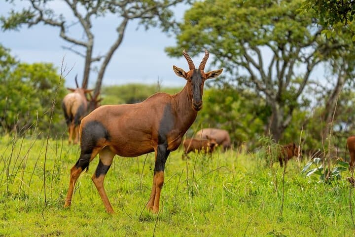 Akagera National Park Guided Day Pass: Full-Day Safari from Kigali photo 4