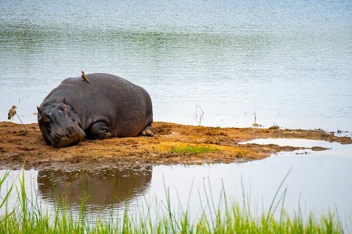 Akagera National Park Guided Day Pass: Full-Day Safari from Kigali photo 5