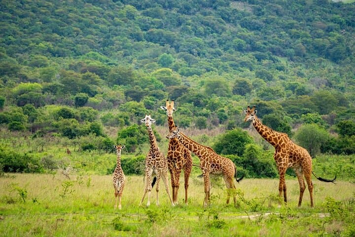 Akagera National Park Guided Day Pass: Full-Day Safari from Kigali photo 6