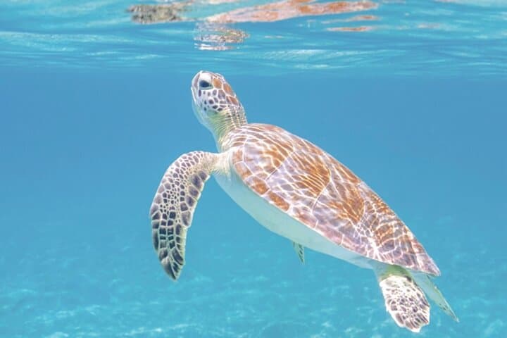Blue Lagoon Snorkeling and Ayung River Rafting: Full-Day Bali Combo from Ubud photo 4