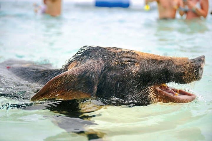 Piggy Splash Dash: Express Rose Island Swimming Pigs Tour from Nassau photo 4
