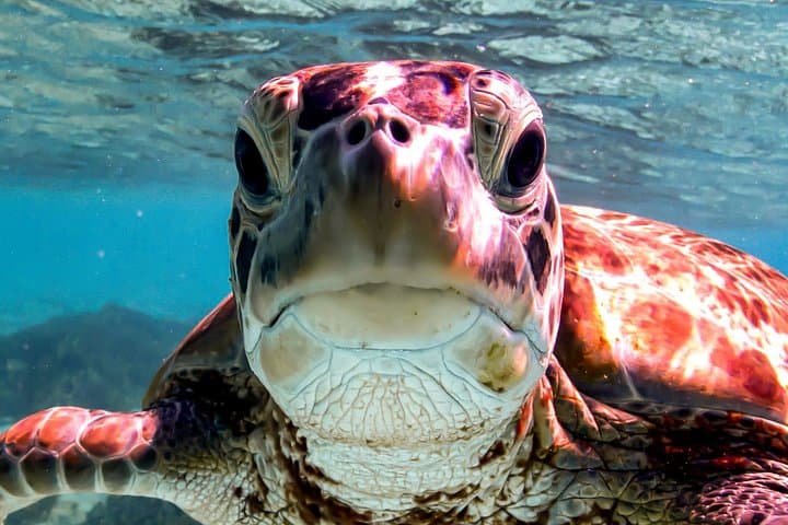 VIP Private Snorkeling in Bonaire: Private Guided Reef Tours with Underwater Photos photo 2