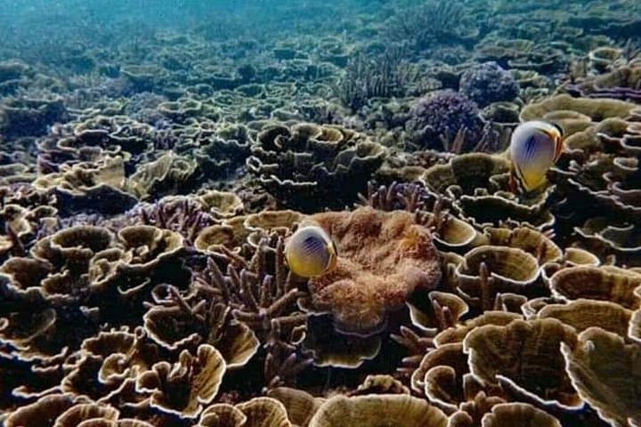 Pigeon Island Snorkeling: Swim with Sharks and Turtles off Nilaveli photo 6