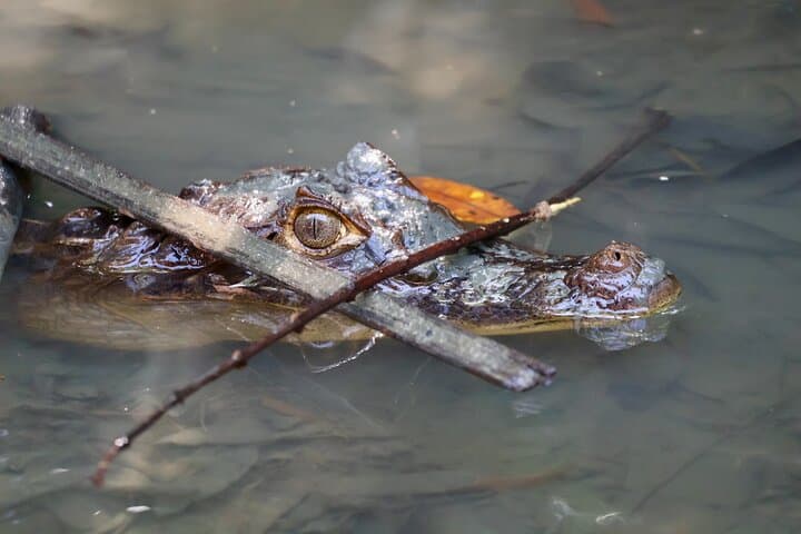 Manuel Antonio Mangrove Kayak Tour — Paddle Through Quepos Estuary photo 3
