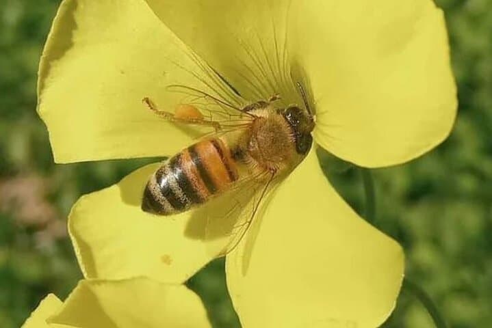 Bosa Beekeeping Workshop: Make Honey Soap & Taste Sardinian Honey