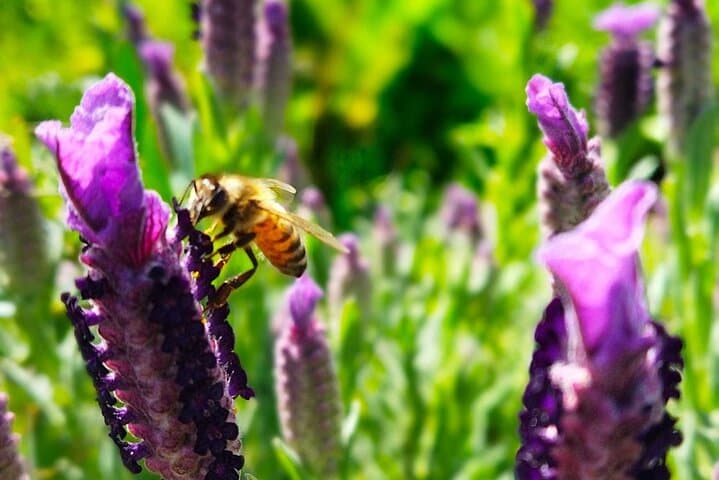 Bosa Beekeeping Workshop: Make Honey Soap & Taste Sardinian Honey photo 3
